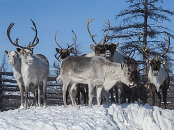 Экспедиционный тур в Якутии «Якутск – Оймякон – Чокурдах» рис.5