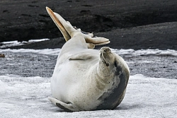 Экспедиционный круиз в Антарктику «Антарктический полуостров + море Уэдделла» на роскошном судне Scenic Eclipse рис.2