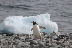 Экспедиционный круиз к Антарктическому полуострову на теплоходе ледового класса Plancius рис.2