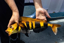 Экспедиционный круиз на Дальнем Востоке «Тайны Сахалина и Шантарских островов» на судне «Академик Шокальский». Реверсный маршрут рис.4