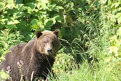 Комбинированный тур на Камчатку «Фотоохота. Медведи-рыбаки» рис.2