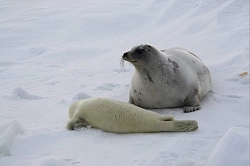 Экспедиция в Архангельской области «Наблюдение за бельками в Белом море» рис.3