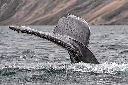 Экспедиционный круиз на остров Врангеля с посещением мыса Дежнёва на судне класса «люкс» SH Minerva рис.5