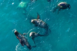 Экспедиционный тур на Сахалин «В поисках косаток и о. Монерон» рис.3