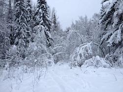 Конный тур в Костромскую область «Выходные в седле» на 2 дня рис.4