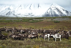 Комбинированный тур на Камчатку «Медведи и лучшее на Камчатке» рис.2