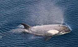 Экспедиционный круиз в Антарктиду «Пересекая полярный круг» на судне Ortelius (16 дней) рис.4