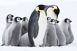 Активный тур в Антарктиду «Полет на Южный полюс и посещение колонии императорских пингвинов. Ultima Oasis Camp» рис.3