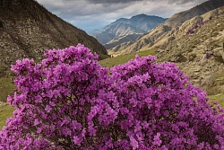 Индивидуальный тур «Летние приключения на Алтае» рис.2