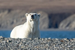 Экспедиционнный тур в Арктику «Таймырская мозаика» рис.2