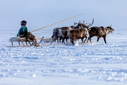 Day of reindeer herders in Yamal рис.4