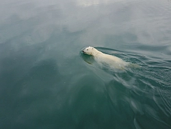 Экспедиционный круиз на Чукотке на остров Врангеля «Арктическая Одиссея»  на судне «Профессор Хромов» рис.3