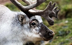 Экспедиционный круиз на Шпицберген «Исследуем Шпицберген» рис.2