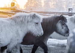 Экспедиционный тур в Якутии «Якутск – Оймякон – Чокурдах» рис.4