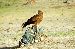 Комбинированный тур на Алтае «Хозяин Небесных Гор» рис.3