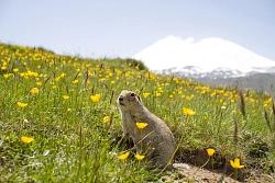 Тур на квадроциклах на Кавказе «Долины и вершины Приэльбрусья» рис.2