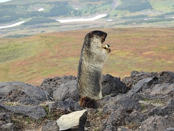 Комбинированный тур на Камчатку без палаток «Зов странствий (осень)» рис.4