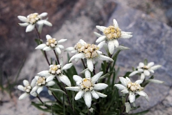 Комбинированный тур на Алтае «Телецкое озеро – Актру – плато Укок» рис.5