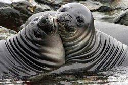 Экспедиционный круиз к Антарктическому полуострову на мега-яхте класса «люкс» Le Lyrial рис.4