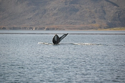 Экспедиция на Чукотку «Лорино – столица китобоев» рис.5