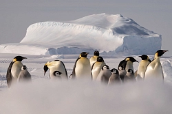 Активный тур в Антарктиду «Полет на Южный полюс и посещение колонии императорских пингвинов» рис.4