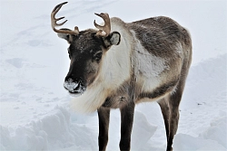 Day of reindeer herders in Yamal рис.3
