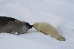 Экспедиция в Архангельской области «Наблюдение за бельками в Белом море» рис.4