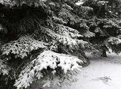 Лыжный тур во Владимирской области «Праздничные выходные в Мещерских лесах»  рис.5