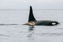 Экспедиционный круиз на Дальнем Востоке «Тайны Сахалина и Шантарских островов» на судне «Академик Шокальский». Реверсный маршрут рис.3