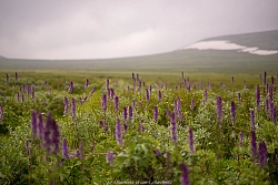 Пеший тур на Алтай «Теректинский: тропой древнего хребта» рис.2