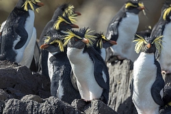 Экспедиционный круиз «Антарктический полуостров, Южная Георгия и острова Южной Атлантики» на мега-яхте SH Diana (Ушуайя – Кейптаун) рис.5