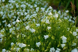 Экскурсионный тур в Архангельской области «Каргопольское ожерелье, 6 дней» рис.2