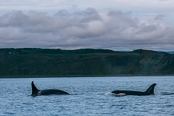 Экспедиционный круиз с посещением Командорских островов на судне «Академик Шокальский» (6 дней) рис.5