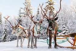 Экскурсионный тур на Кольский полуостров «Кольский weekend» рис.3