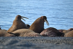 Экспедиционный тур на Чукотку «Путешествие на мыс Дежнёва» рис.3