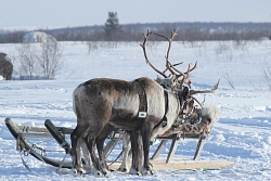 Тур на снегоходах на Кольском полуострове «От Баренцева моря до Белого» рис.5
