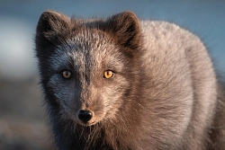 Экспедиционный круиз на остров Врангеля с посещением мыса Дежнёва на судне класса «люкс» SH Minerva рис.4