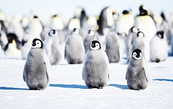 Экспедиционный круиз к Антарктическому полуострову «Активные приключения в Антарктике» на судне Plancius рис.5