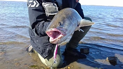 Рыболовный тур на Сахалине «Морская рыбалка на тунца» рис.5