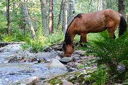 Конный тур в Башкирии «По Уральским хребтам»  рис.5