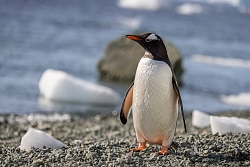 Экспедиционный круиз к Антарктическому полуострову, Фолклендским островам и Южной Георгии на мега-яхте SH Minerva (19 дней) рис.3