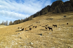 Экскурсионный тур на Алтае «7 чудес Алтая. Пробуждение» рис.2