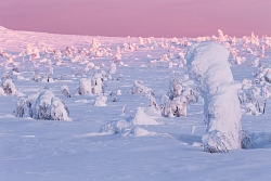 Сафари на снегоходах на Северном Урале «Перевал Дятлова и плато Маньпупунер» рис.3