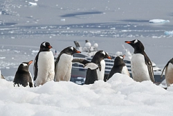 Экспедиционный круиз в Антарктику «Новый год 2026 в Антарктиде» на роскошном судне Scenic Eclipse рис.3