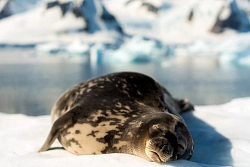 Парусная экспедиция к Антарктическому полуострову на судне Scorpius (с однократным перелетом через пролив Дрейка) (Пунта-Аренас – Ушуайя) рис.4