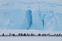Активный тур в Антарктиду «Полет на Южный полюс и посещение колонии императорских пингвинов» рис.2