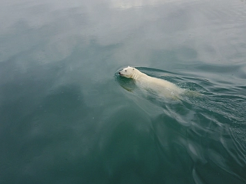 Экспедиционный круиз на Чукотке на остров Врангеля «Арктическая Одиссея»  на судне «Академик Шокальский» рис.1
