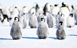 Экспедиционный круиз в Антарктиду «Пересекая полярный круг» на судне Ortelius (16 дней) рис.3