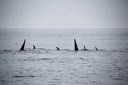 Экспедиционный тур на Сахалин «В поисках косаток и о. Монерон» рис.5