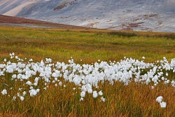Экспедиция на Чукотку «Путешествие по краю Земли» (Короткий вариант) рис.4
